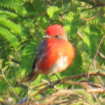 image of vermilion-flycatcher-hijo-del-sol-pyrocephalus-rubinus