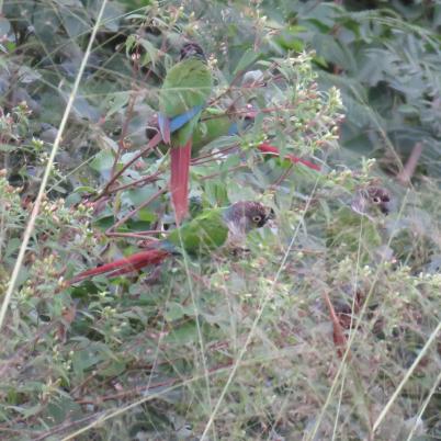 image of green-cheeked-parakeet-chira-pyrrhura-moliinae