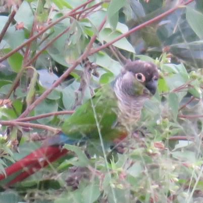 image of green-cheeked-parakeet-chira-pyrrhura-moliinae