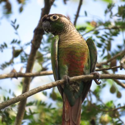 image of green-cheeked-parakeet-chira-pyrrhura-moliinae