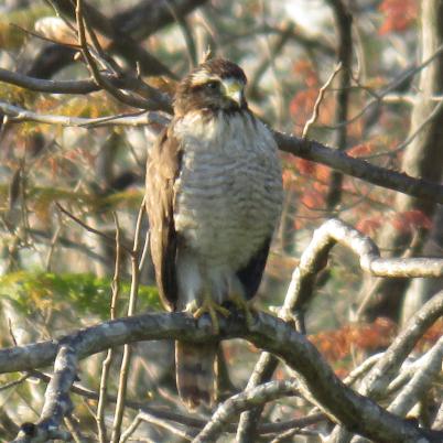 image of roadside-hawk-chuubi-flojo-buteo-magnirostris