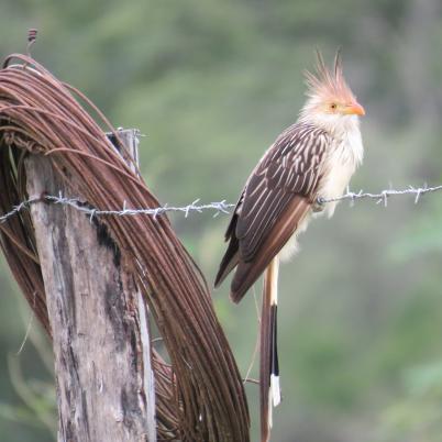 image of guira-cuckoo-serere-guira-guira