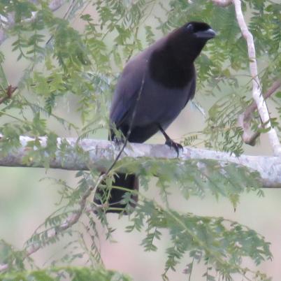 image of purplish-jay-cacare-cyanocorax-cyanomelas