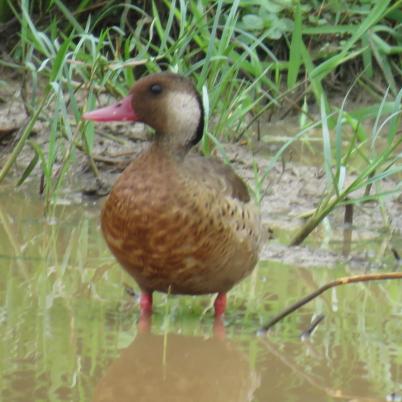image of brasilian-teal-cutiri-amazonetta-brasiliensis