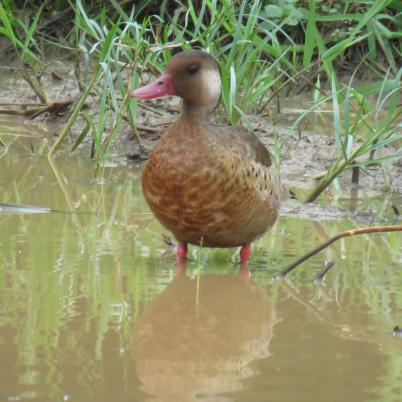 image of brasilian-teal-cutiri-amazonetta-brasiliensis