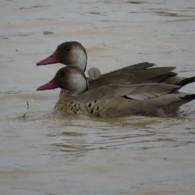 image of brasilian-teal-cutiri-amazonetta-brasiliensis