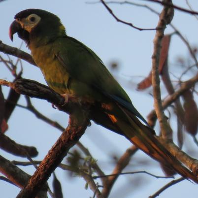 image of yellow-collared-macaw-paraba-cuello-dorado-primolius-auricolis