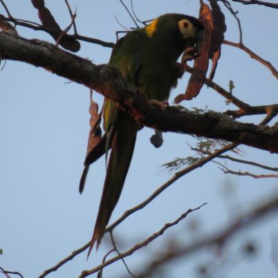 image of yellow-collared-macaw-paraba-cuello-dorado-primolius-auricolis