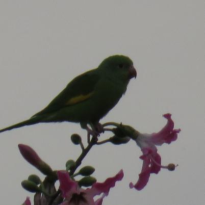 image of yellow-chevroned-parakeet-cotorrita-aliamarilla-brotogeris-chiriri