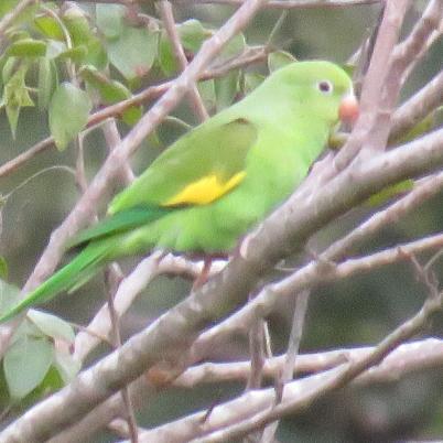 image of yellow-chevroned-parakeet-cotorrita-aliamarilla-brotogeris-chiriri