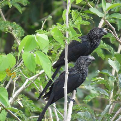 image of smooth-billed-ani-mauri-crotophaga-ani
