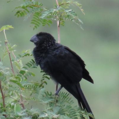 image of smooth-billed-ani-mauri-crotophaga-ani