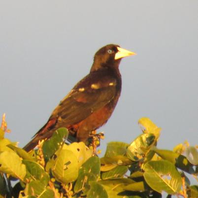 image of crested-oropendola-tojo-psarocolius-decumanus