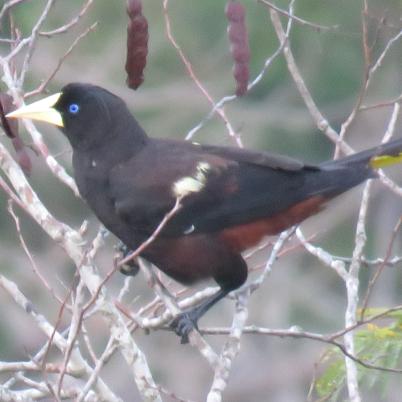image of crested-oropendola-tojo-psarocolius-decumanus