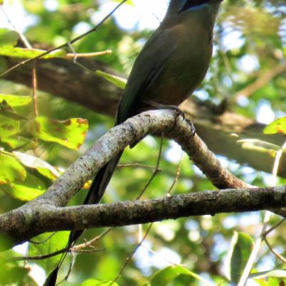 image of blue-crowned-motmot-burgo-momotus-momota