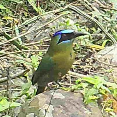 image of blue-crowned-motmot-burgo-momotus-momota