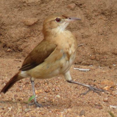 image of rufous-hornero-tiluchi-furnarius-rufus