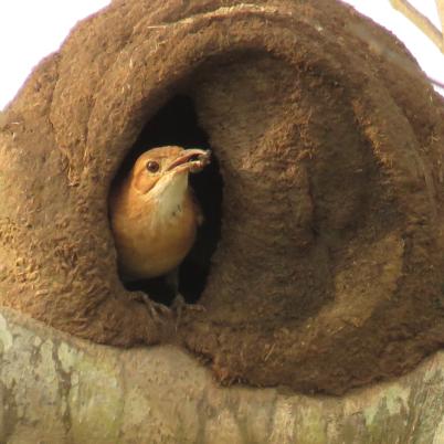 image of rufous-hornero-tiluchi-furnarius-rufus