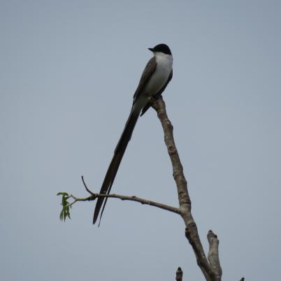 image of fork-tailed-flycatcher-tijereta-tyrannus-savana