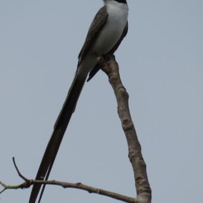 image of fork-tailed-flycatcher-tijereta-tyrannus-savana