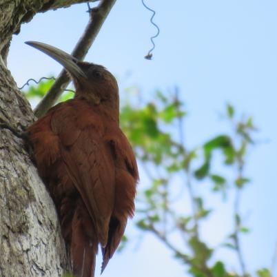 image of olivaceous-woodcreeper-trepatronco-aceitunado-sittasomus-griseicapillus