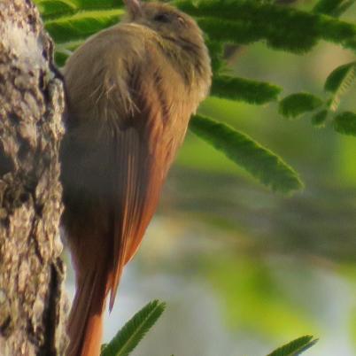 image of olivaceous-woodcreeper-trepatronco-aceitunado-sittasomus-griseicapillus