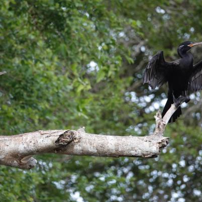 image of neotropic-cormorant-pato-cuervo-phalacrocorax-brasilianus