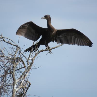 image of neotropic-cormorant-pato-cuervo-phalacrocorax-brasilianus