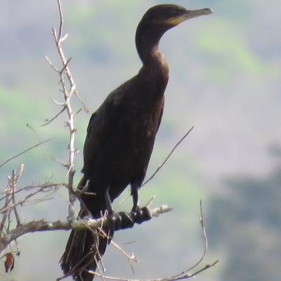 image of neotropic-cormorant-pato-cuervo-phalacrocorax-brasilianus
