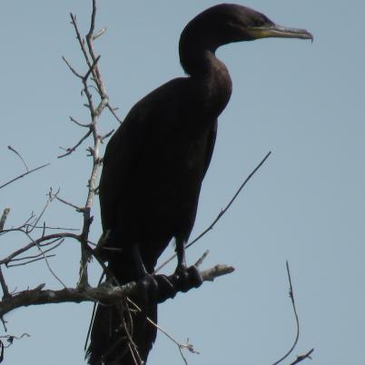 image of neotropic-cormorant-pato-cuervo-phalacrocorax-brasilianus