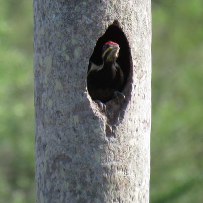 image of lineated-woodpecker-carpintero-garganta-estriada-dryiocopus-lineatus
