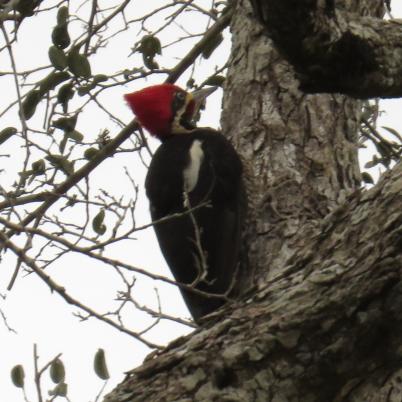 image of lineated-woodpecker-carpintero-garganta-estriada-dryiocopus-lineatus