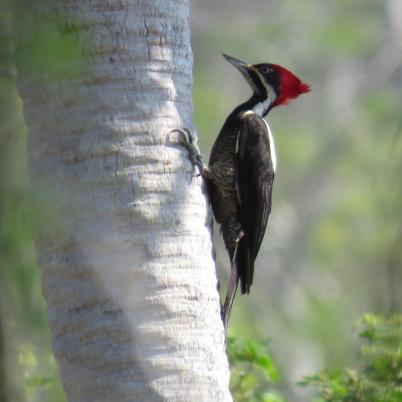 image of lineated-woodpecker-carpintero-garganta-estriada-dryiocopus-lineatus