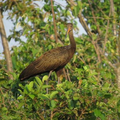 image of limpkin-carao-aramus-guarauna