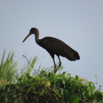 image of limpkin-carao-aramus-guarauna