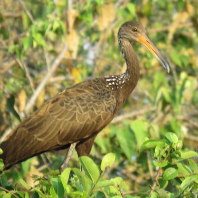 image of limpkin-carao-aramus-guarauna