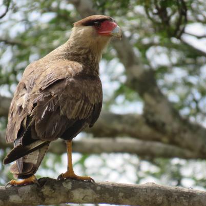 image of southern-caracara-carcana-caracara-plancus