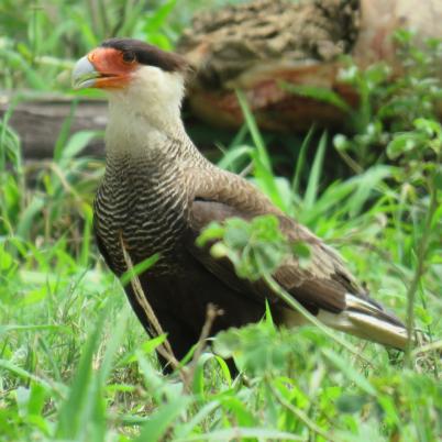 image of southern-caracara-carcana-caracara-plancus
