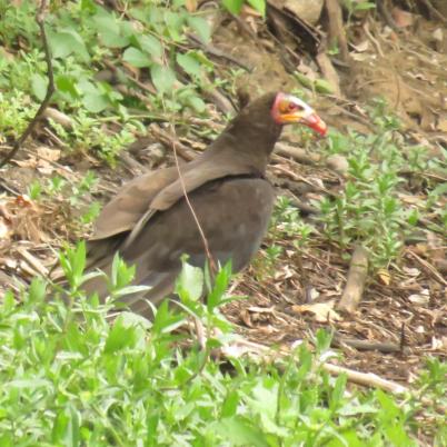 image of lesser-yellow-headedvulture-peroqui-cabeza-amarilla-cathartes-burrovianus