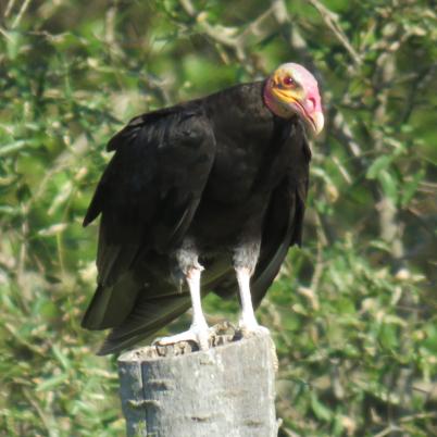image of lesser-yellow-headedvulture-peroqui-cabeza-amarilla-cathartes-burrovianus