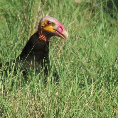 image of lesser-yellow-headedvulture-peroqui-cabeza-amarilla-cathartes-burrovianus