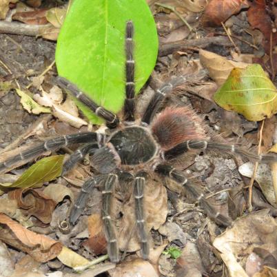image of tarantula-pisanca-theraphosidae