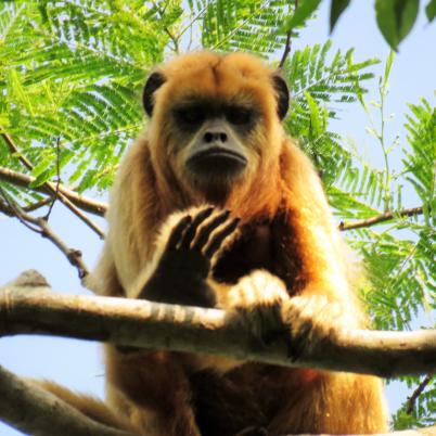 image of black-howler-monkey-aulladores-alouatta-pigra
