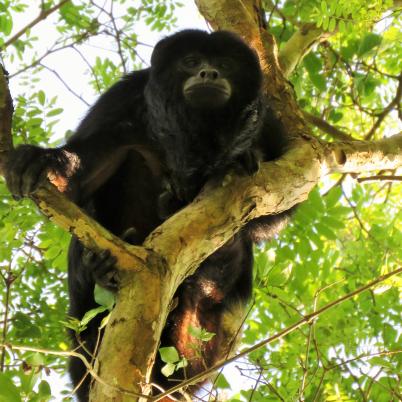 image of black-howler-monkey-aulladores-alouatta-pigra