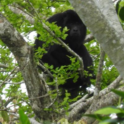 image of black-howler-monkey-aulladores-alouatta-pigra
