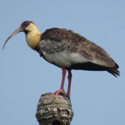 image of buff-necked-ibis-tutachi-theristicus-caudatus