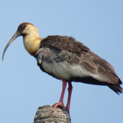 image of buff-necked-ibis-tutachi-theristicus-caudatus