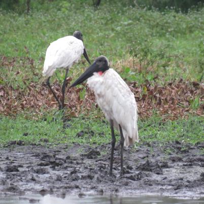 image of jabiru-bato-jabiru-mycteria