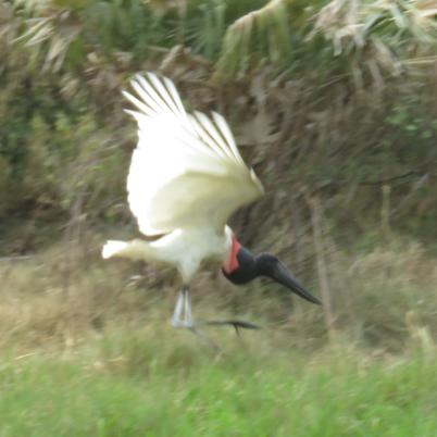 image of jabiru-bato-jabiru-mycteria