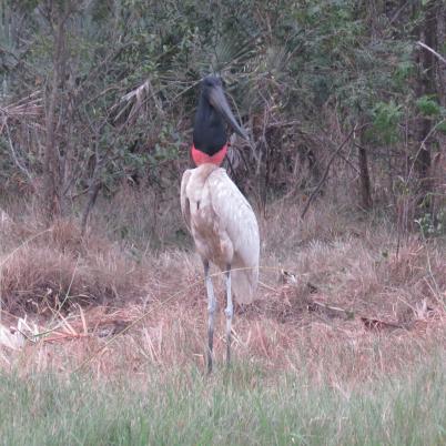 image of jabiru-bato-jabiru-mycteria